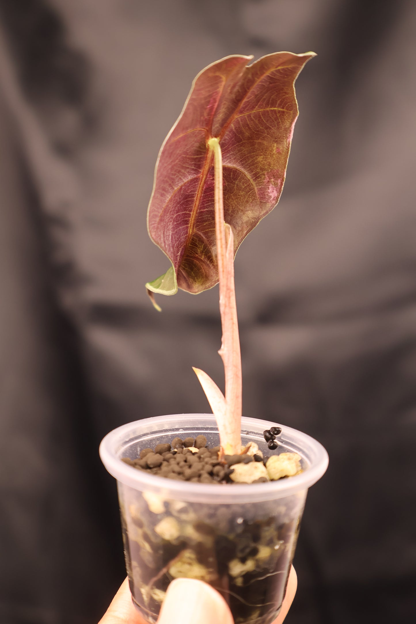 Alocasia sanderiana Bull pink (m12-A)