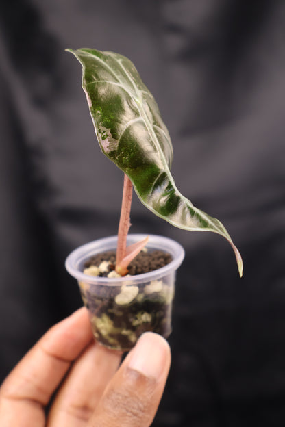 Alocasia sanderiana Bull pink (m12-A)