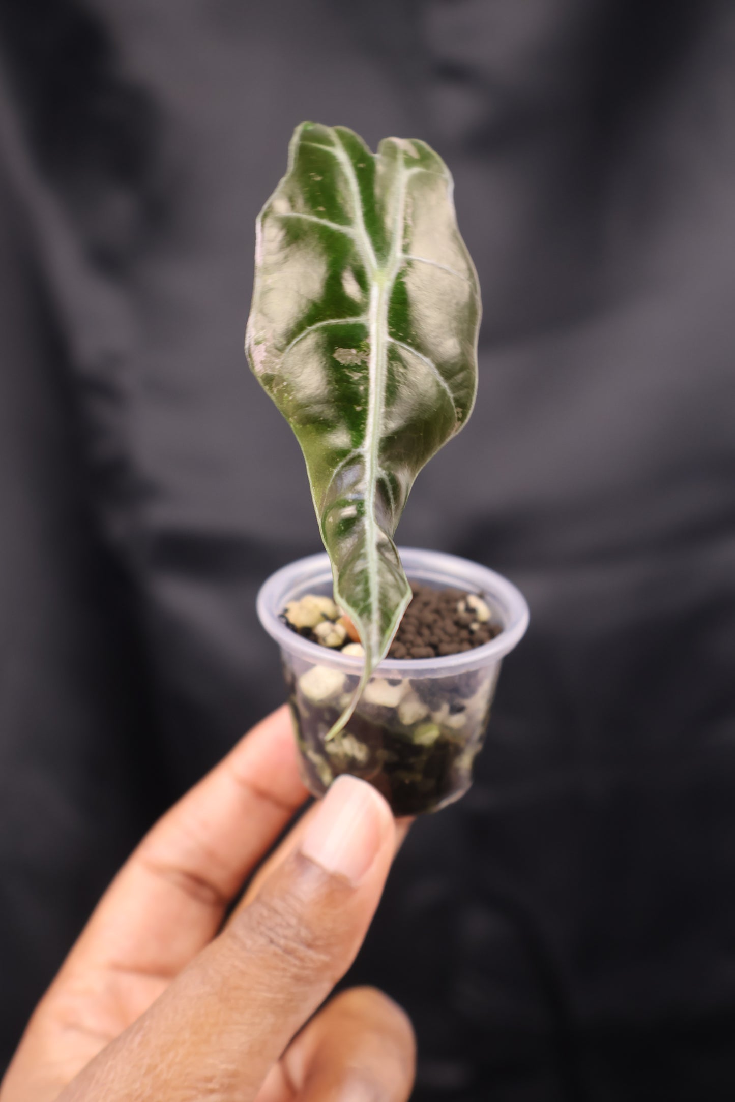 Alocasia sanderiana Bull pink (m12-A)