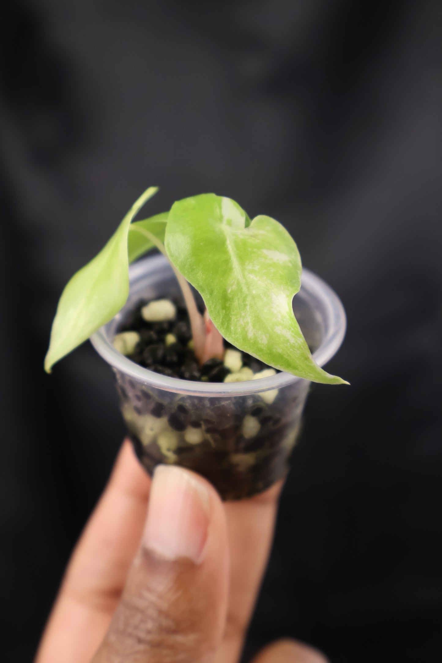 Alocasia Nairobi Night albo (m12-A)