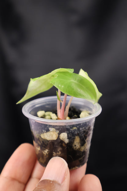 Alocasia Nairobi Night albo (m12-A)