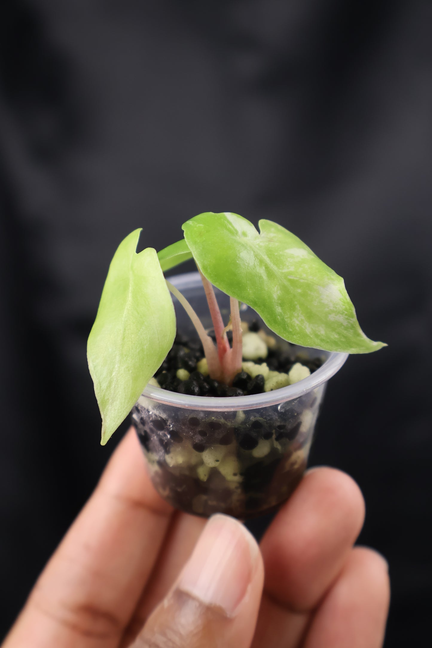 Alocasia Nairobi Night albo (m12-A)