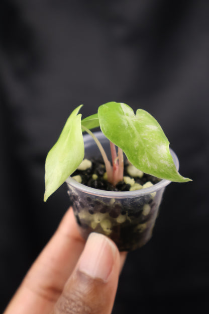 Alocasia Nairobi Night albo (m12-A)