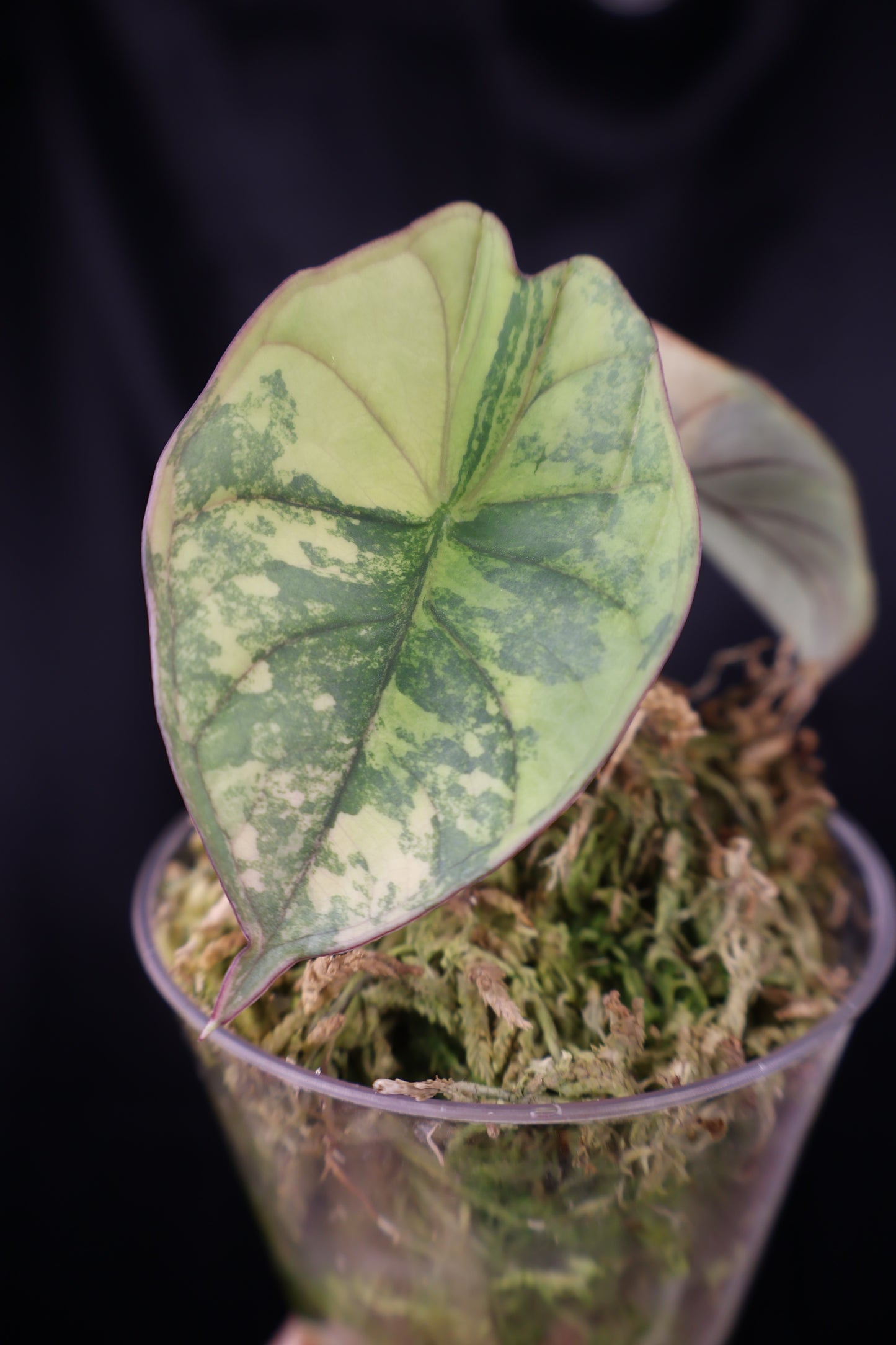 Alocasia nebula aurea (m12-A)