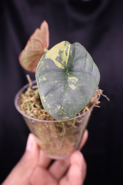 Alocasia nebula aurea (m12-A)