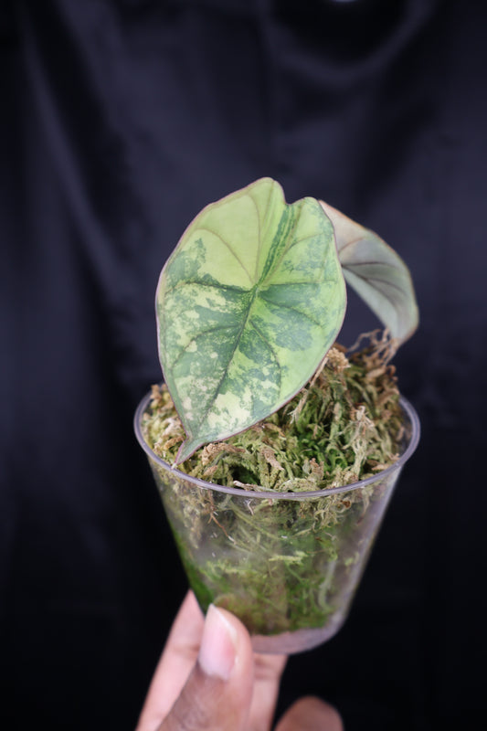 Alocasia nebula aurea (m12-A)