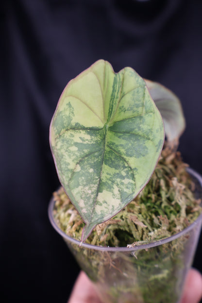 Alocasia nebula aurea (m12-A)