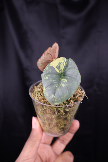 Alocasia nebula aurea (m12-A)