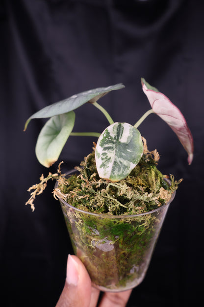 Alocasia nebula albo (m12-A)