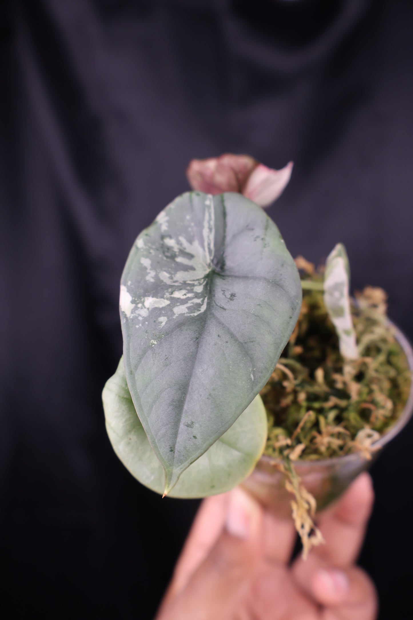 Alocasia nebula albo (m12-A)