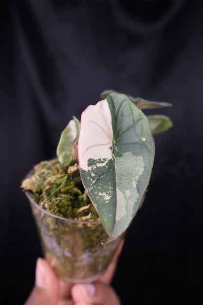 Alocasia nebula albo (m12-A)