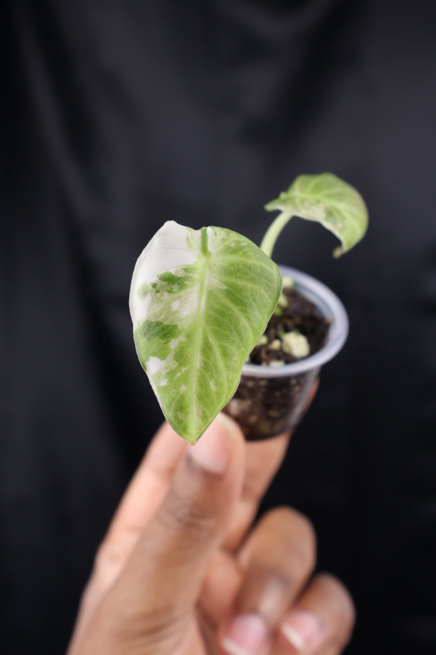 Alocasia Regal Shield albo (m01-A)