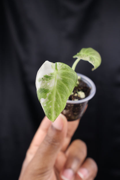 Alocasia Regal Shield albo (m01-A)