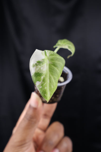 Alocasia Regal Shield albo (m01-A)