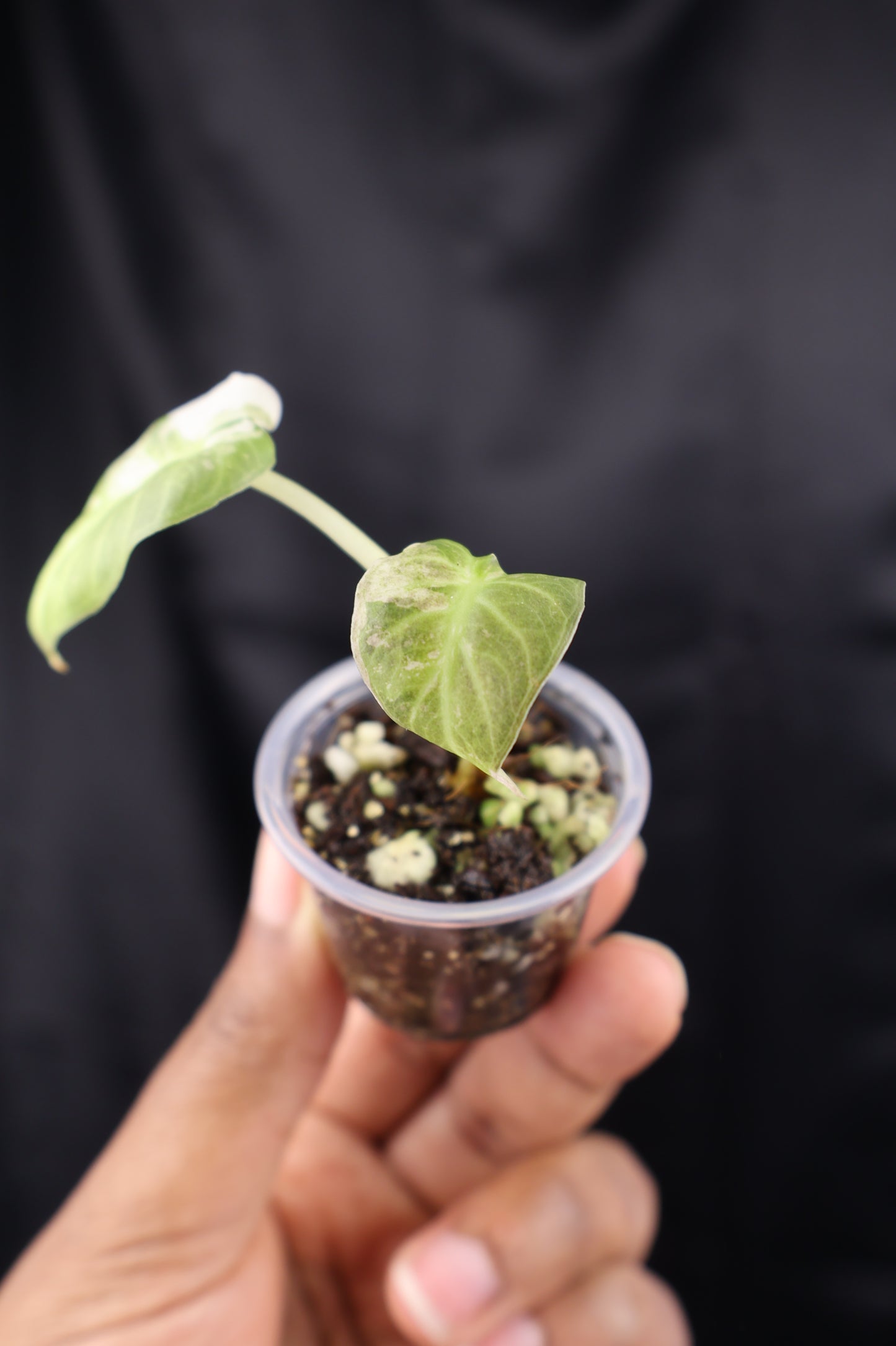 Alocasia Regal Shield albo (m01-A)