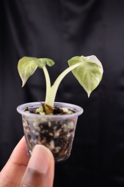 Alocasia Regal Shield albo (m01-A)