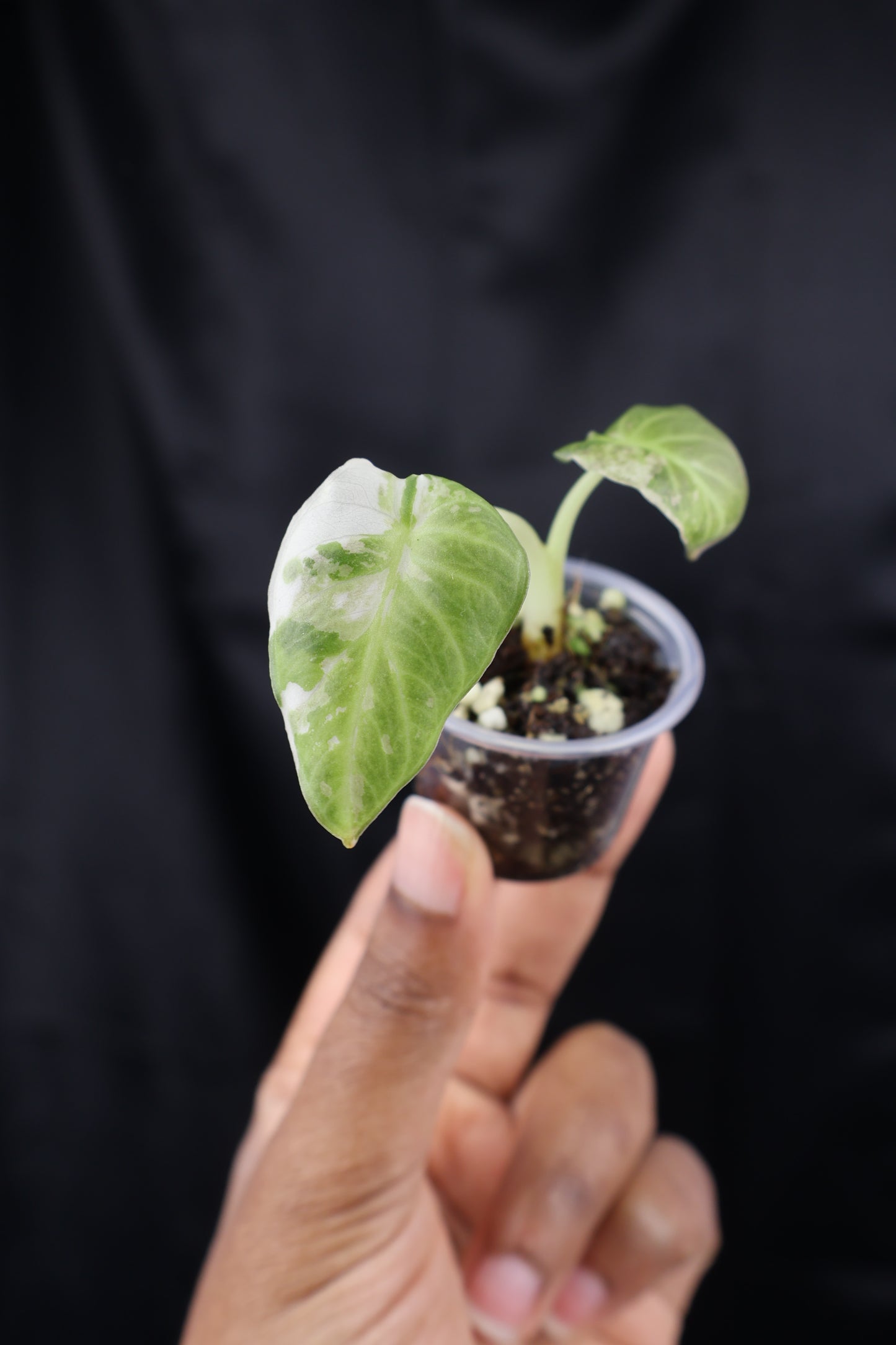 Alocasia Regal Shield albo (m01-A)