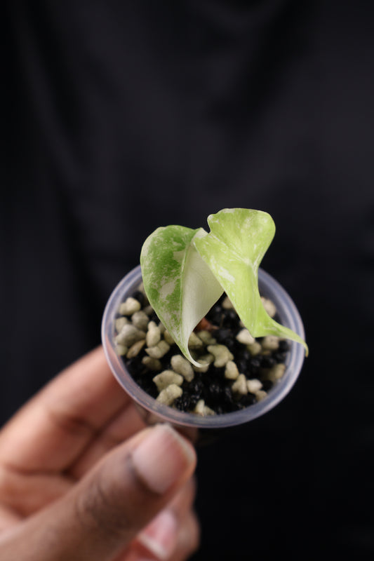 Alocasia Nairobi Night albo (m01-A)