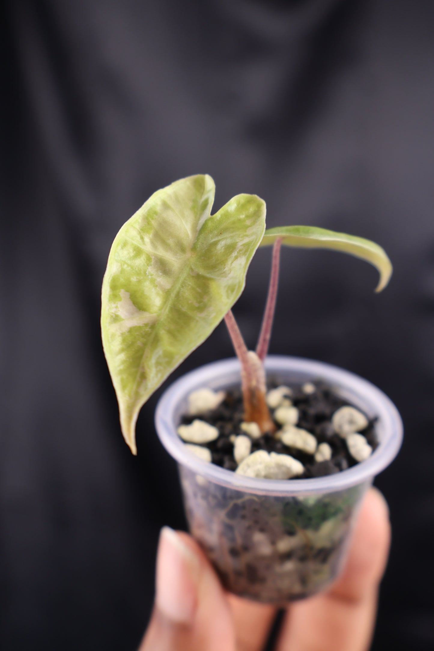 Alocasia pseudosanderiana pink (m01-A)