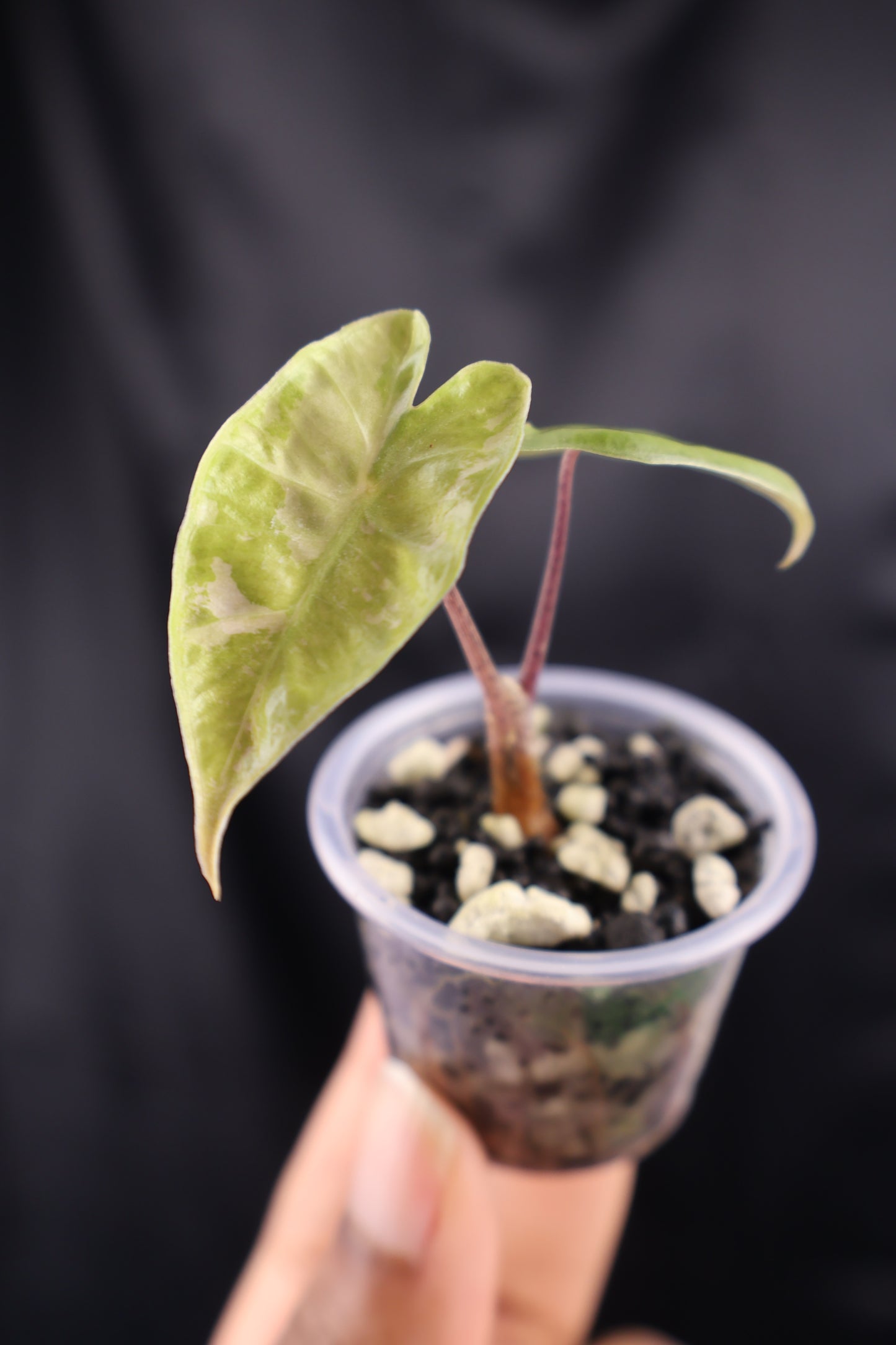 Alocasia pseudosanderiana pink (m01-A)