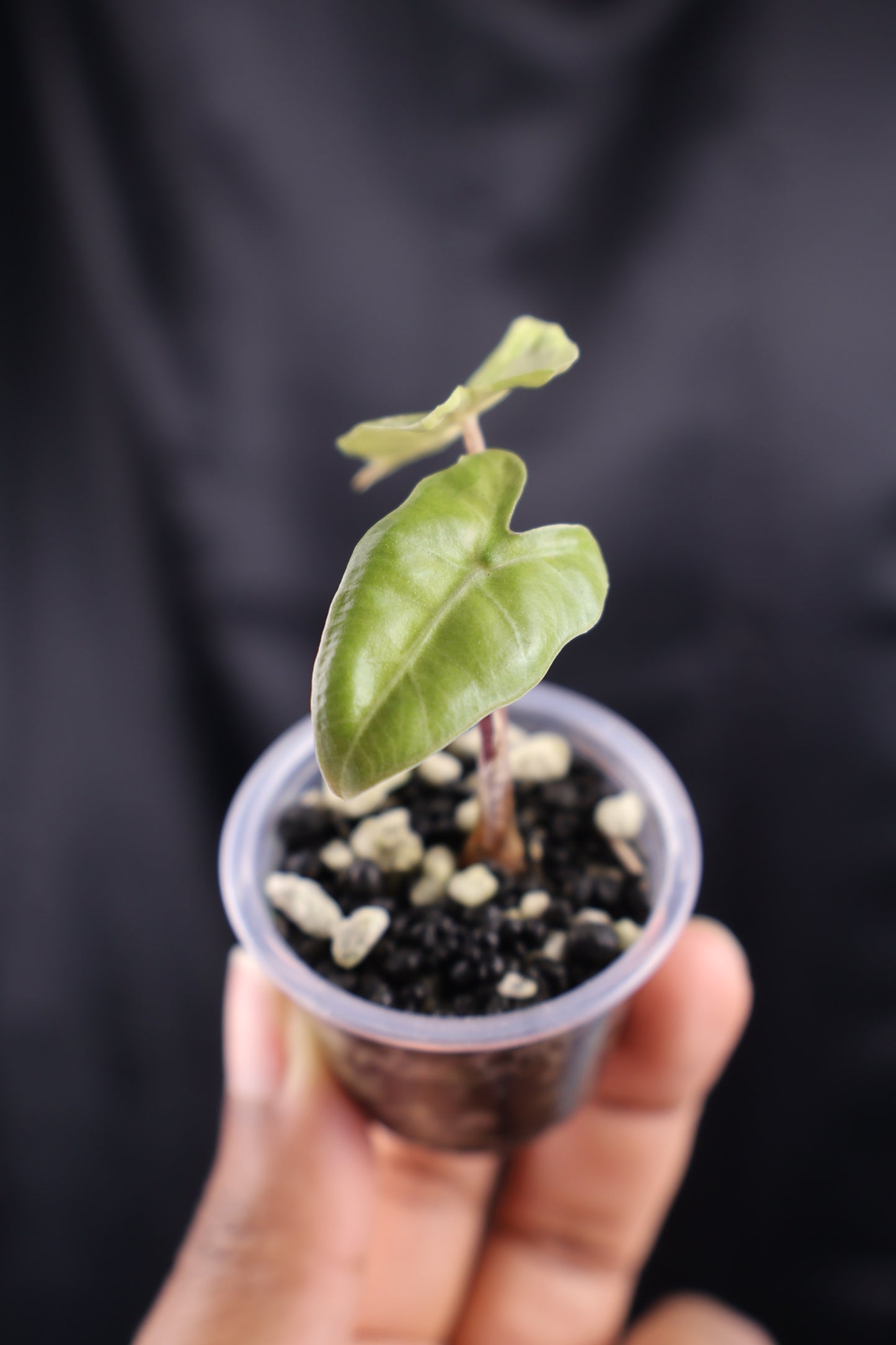 Alocasia pseudosanderiana pink (m01-A)