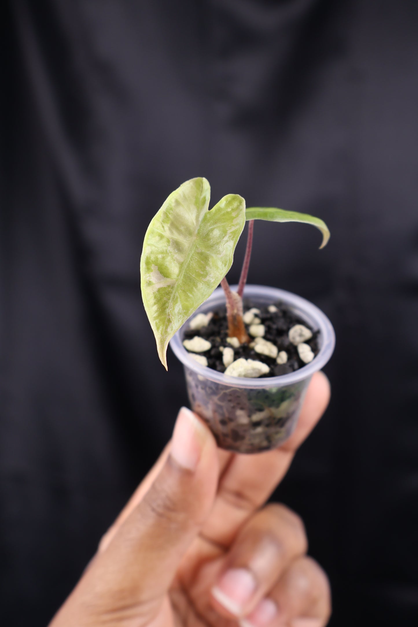 Alocasia pseudosanderiana pink (m01-A)