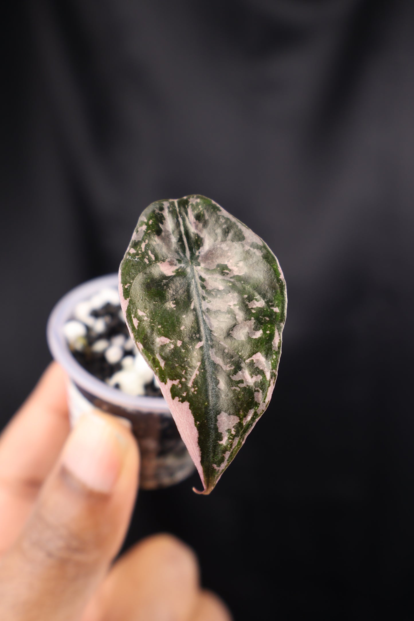 Alocasia Chantrieri pink (m01-A)