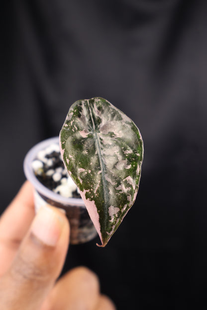 Alocasia Chantrieri pink (m01-A)