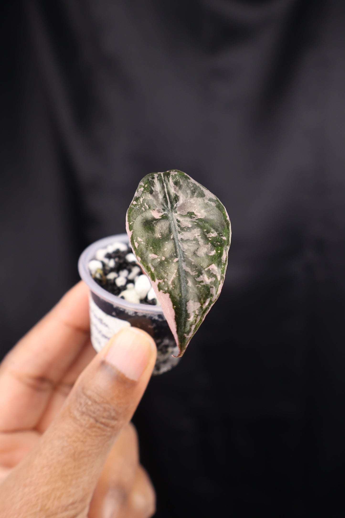 Alocasia Chantrieri pink (m01-A)