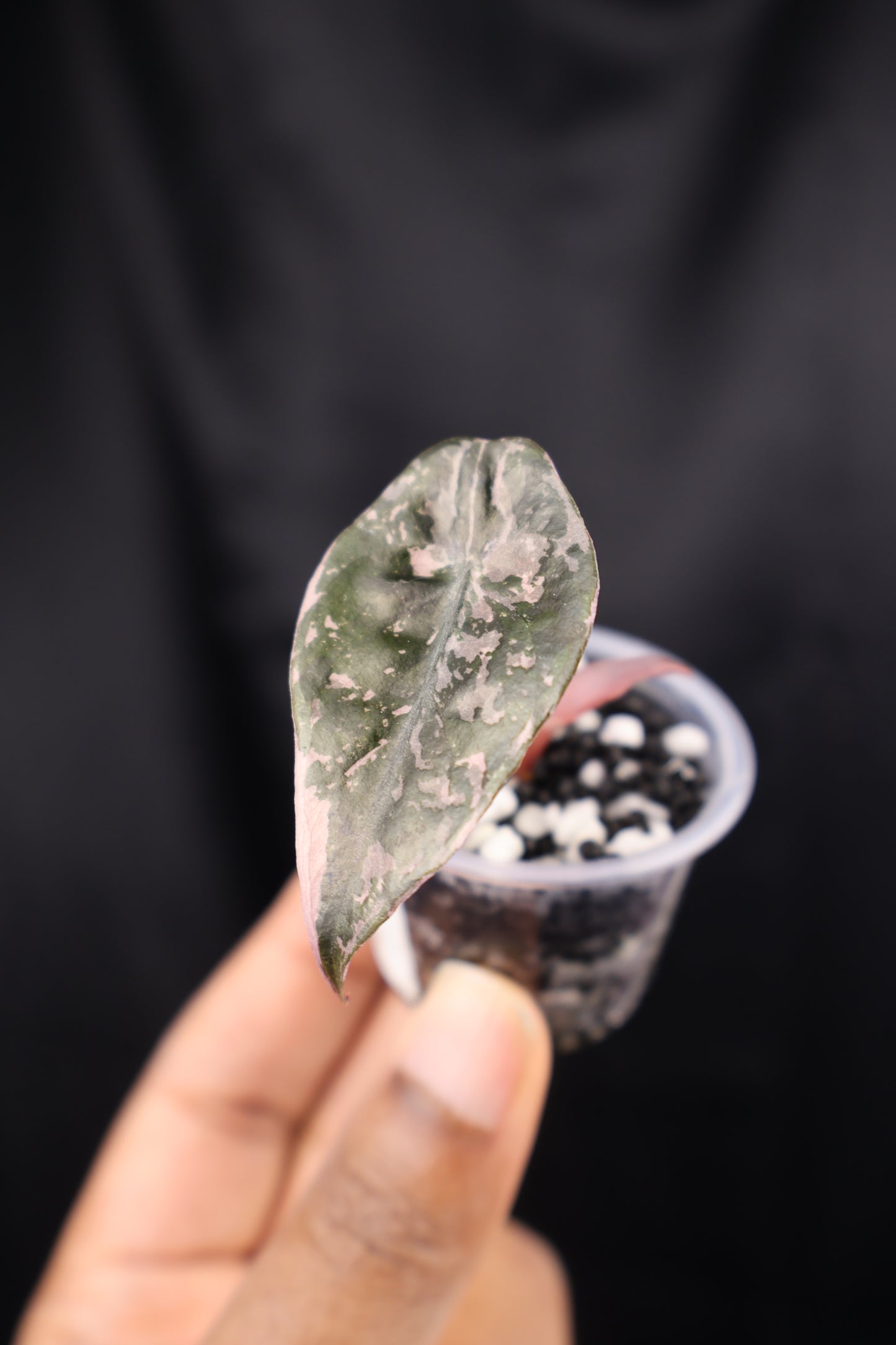 Alocasia Chantrieri pink (m01-A)