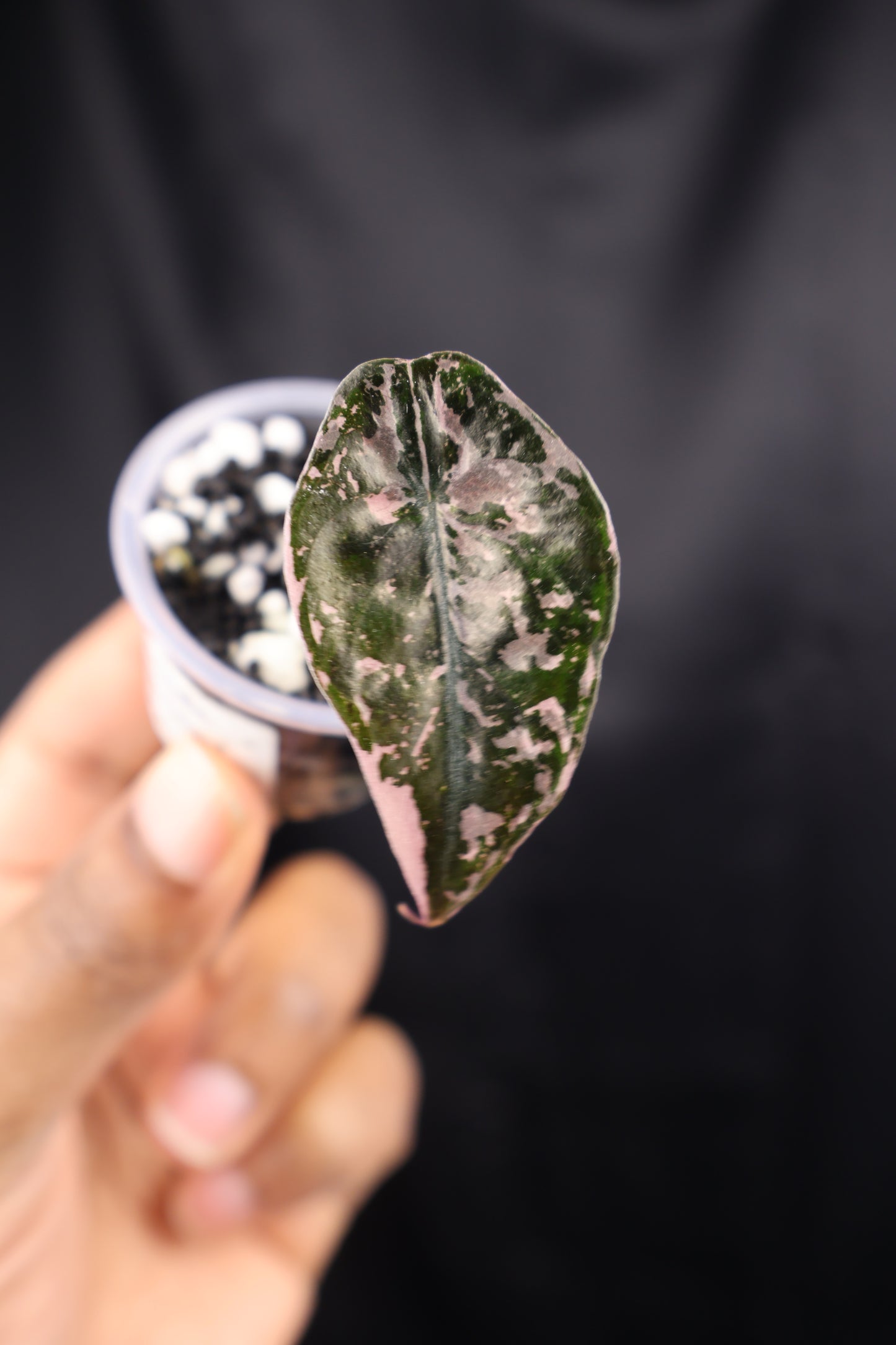 Alocasia Chantrieri pink (m01-A)