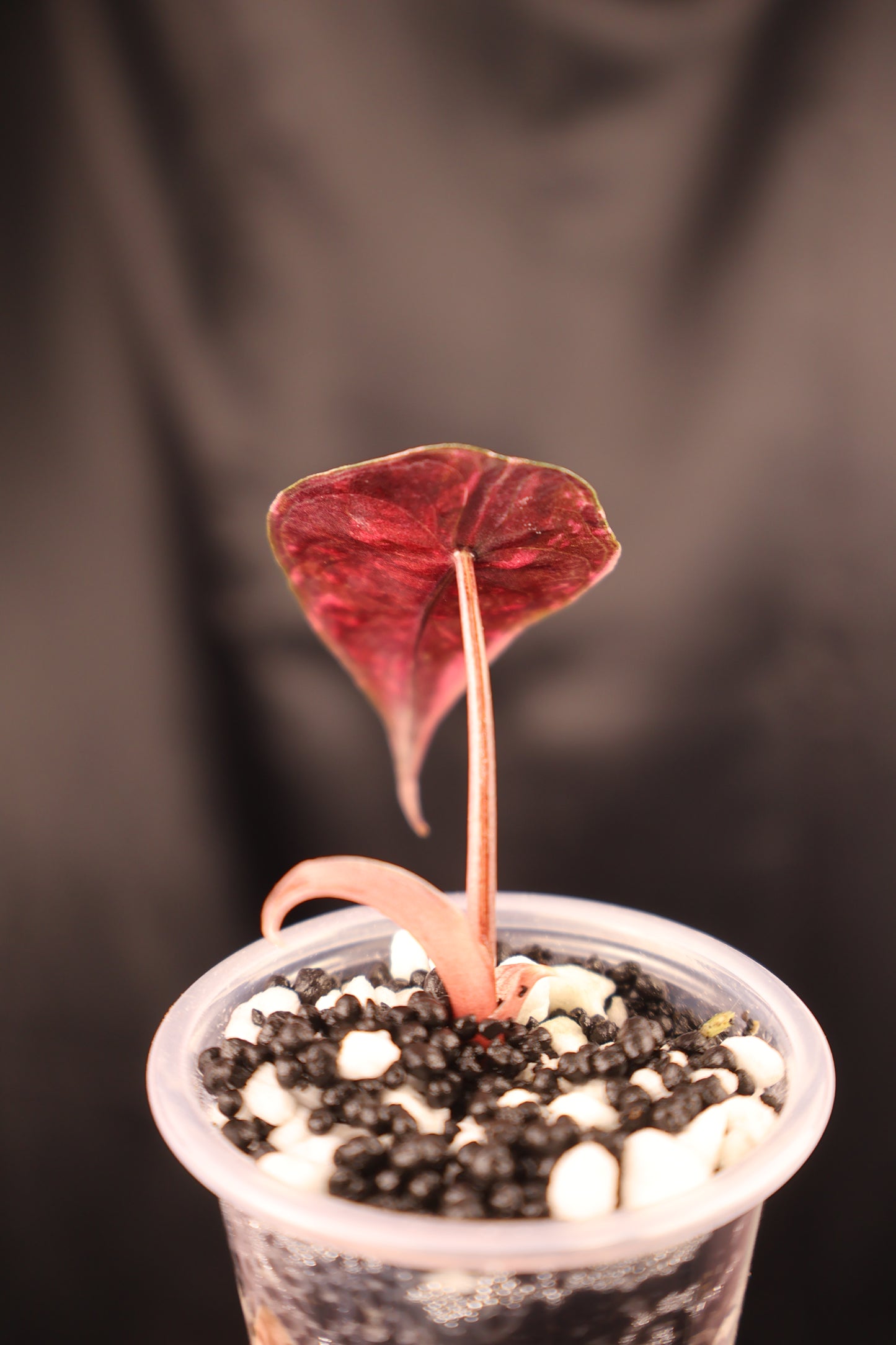 Alocasia Chantrieri pink (m01-A)
