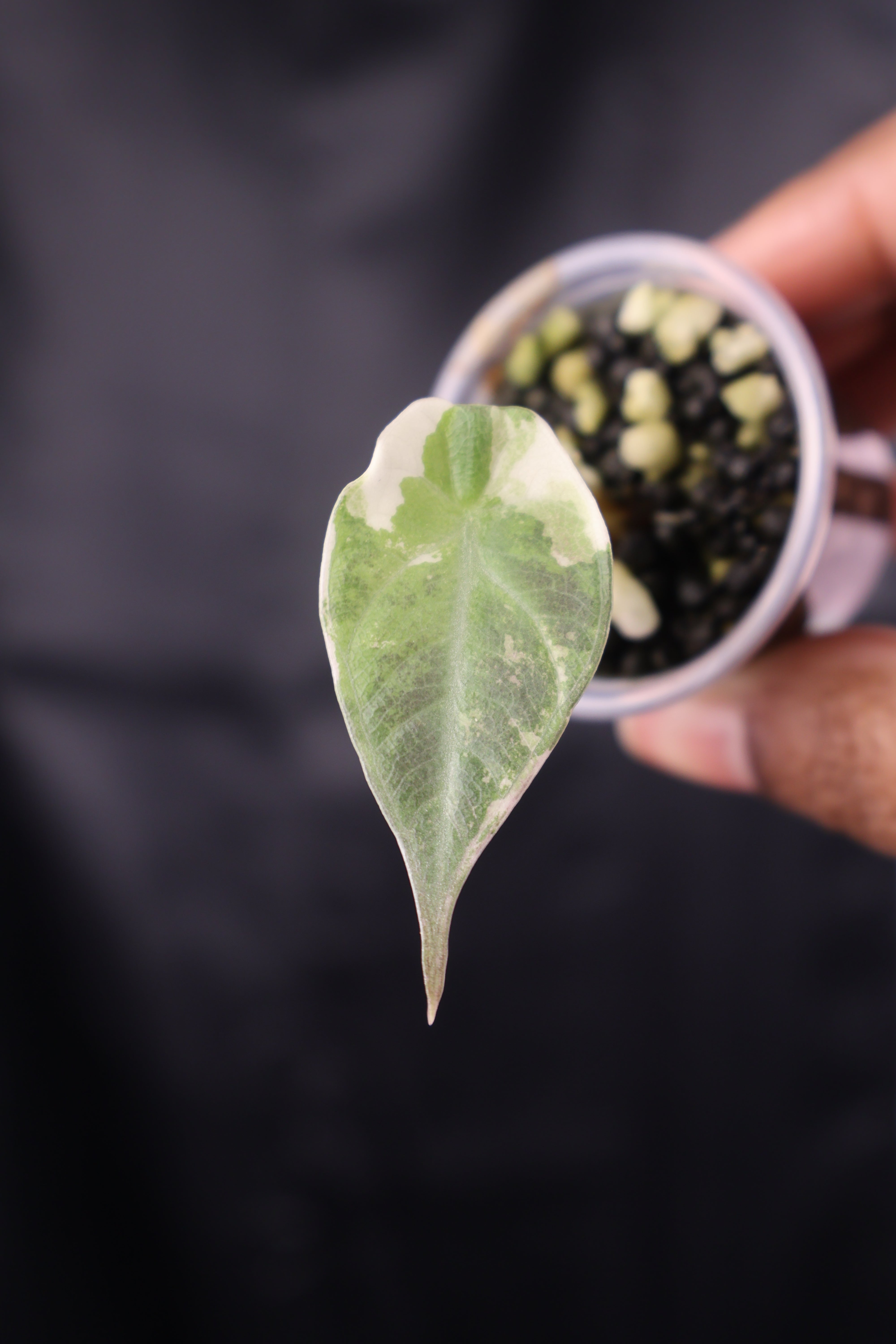 Alocasia Maharani albo (m01-A) – Growing Lovely