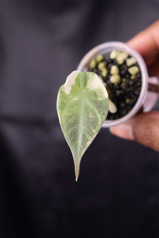 Alocasia Maharani albo (m01-A)