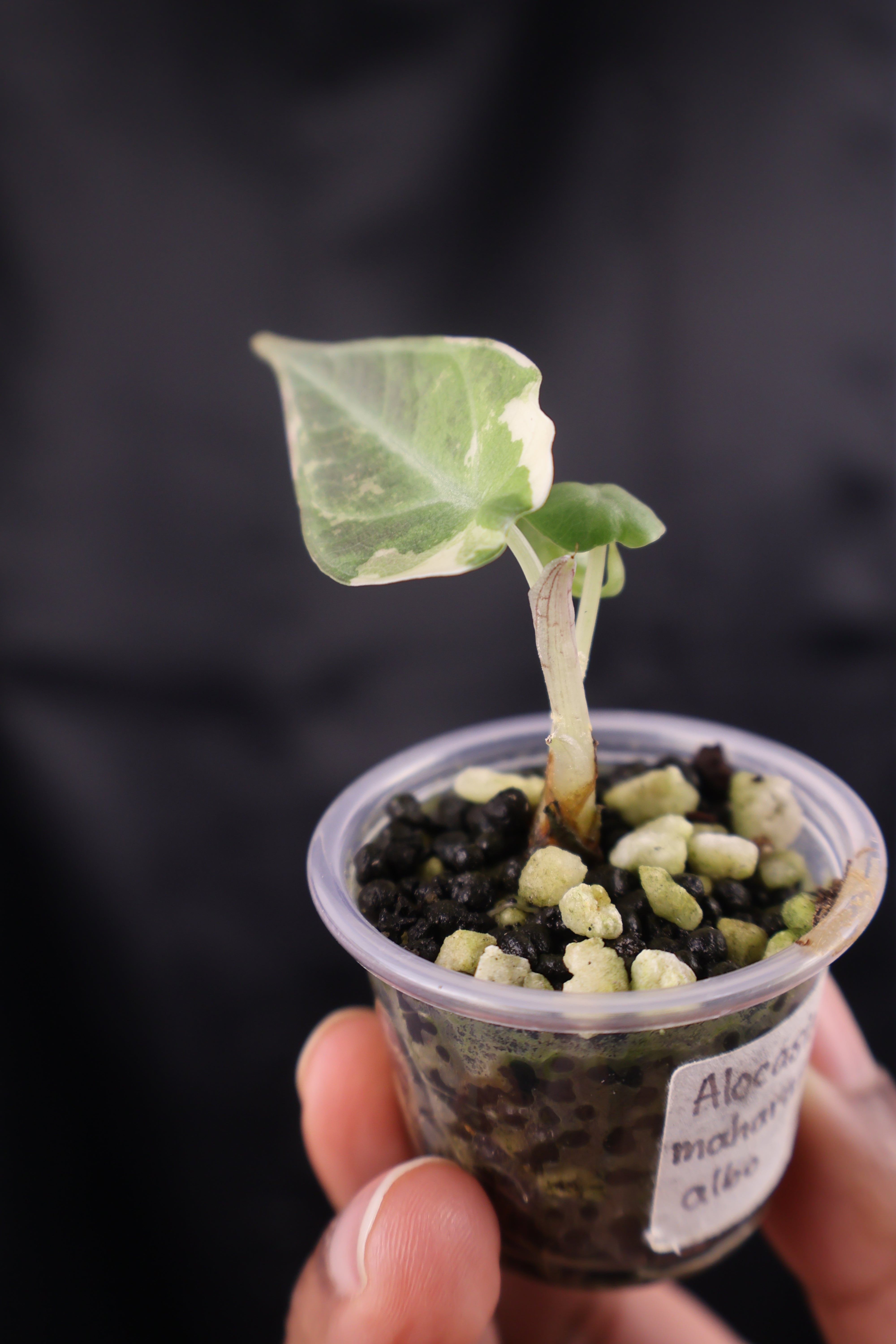 Alocasia Maharani albo (m01-A) – Growing Lovely