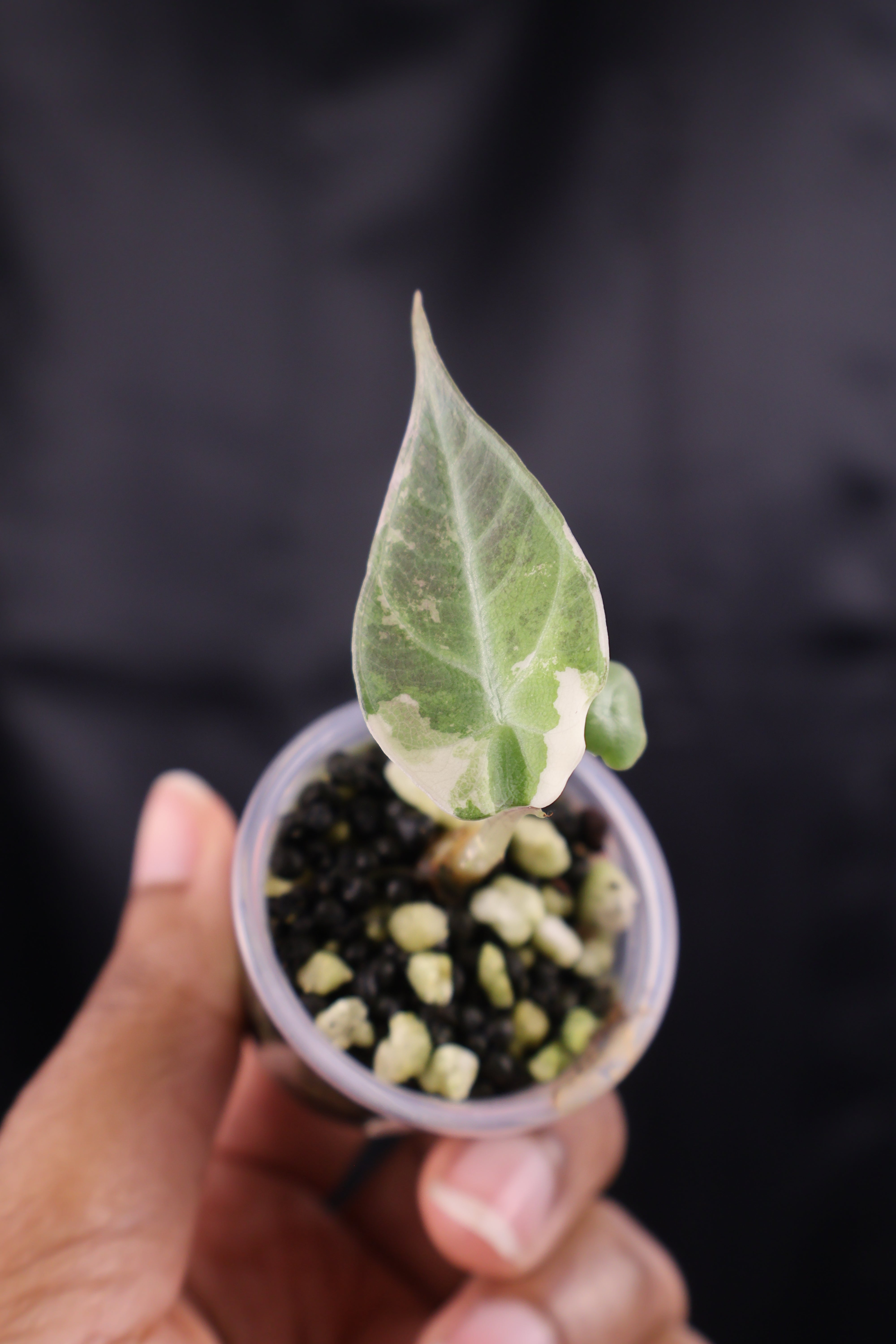 Alocasia Maharani albo (m01-A) – Growing Lovely