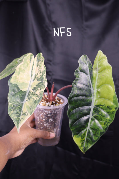 Alocasia Chantrieri gold *CORM* (m01-A)