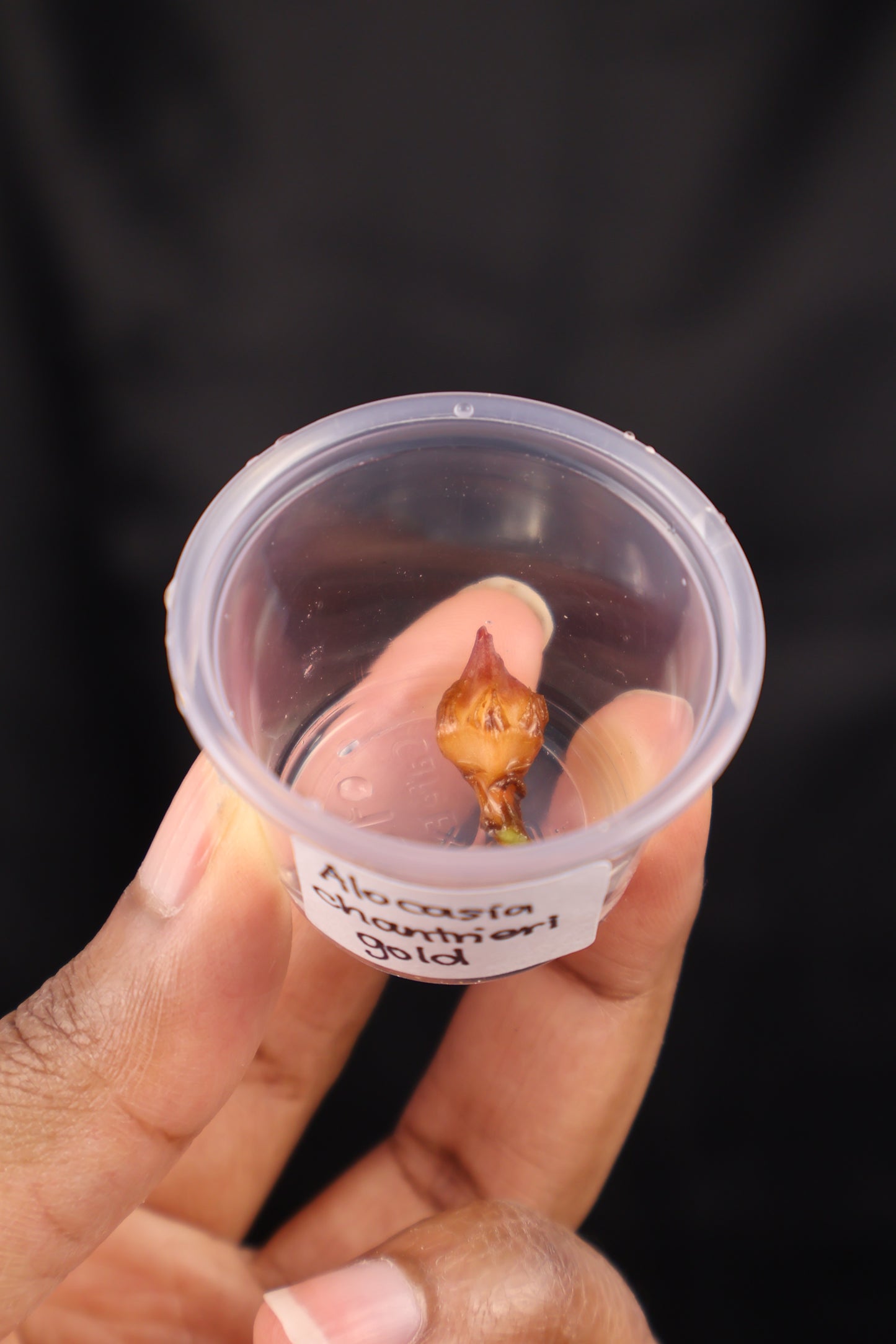 Alocasia Chantrieri gold *CORM* (m01-A)