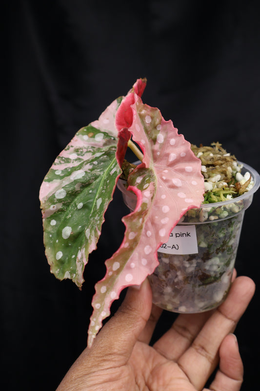 Begonia maculata pink variegated (m02-A)