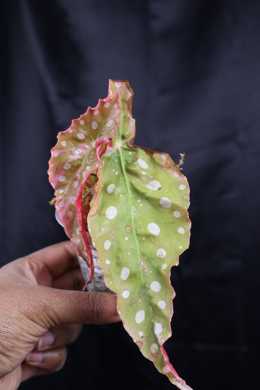 Begonia maculata pink variegated (m02-B)