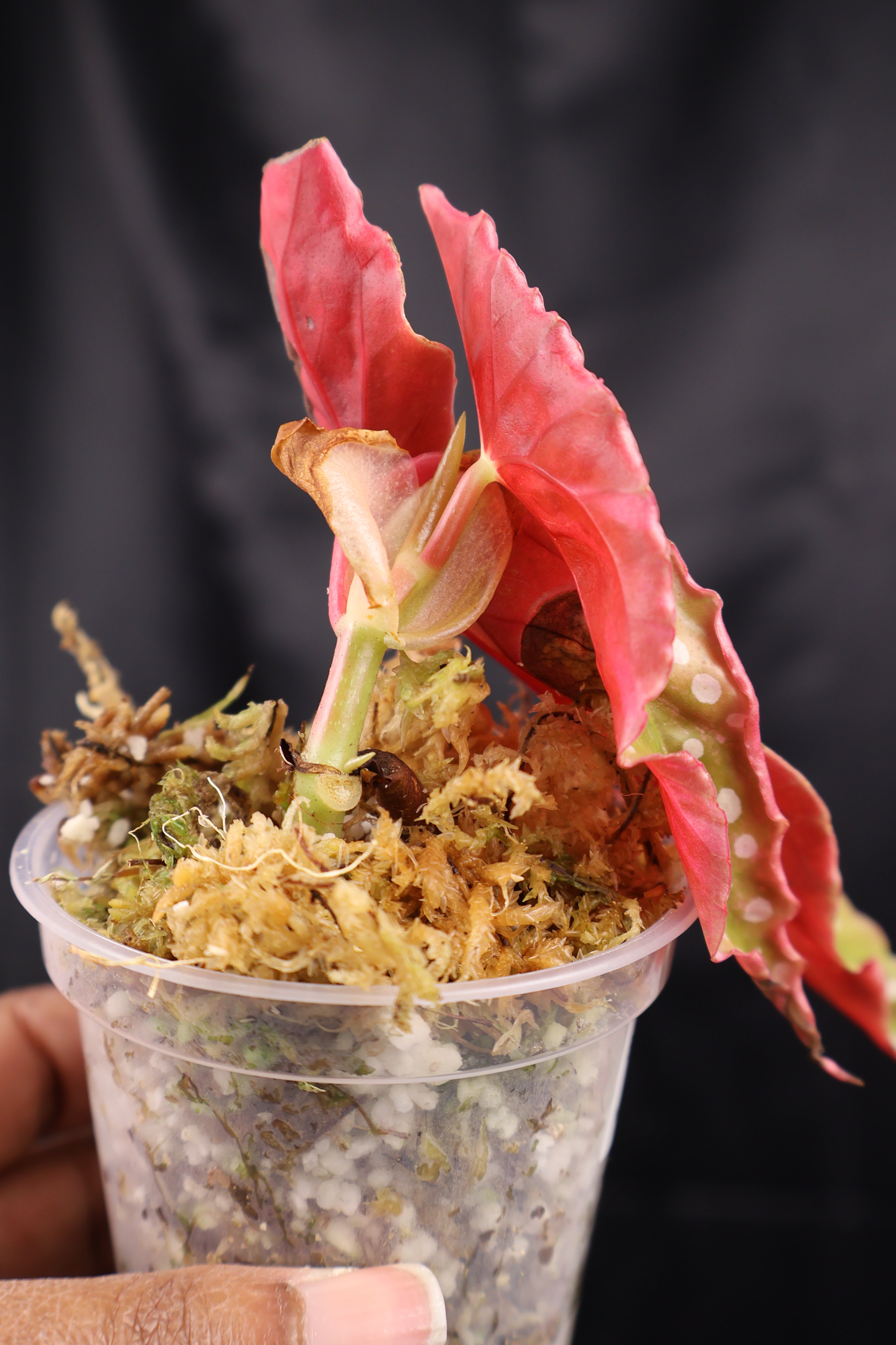 Begonia maculata pink variegated (m02-B) – Growing Lovely