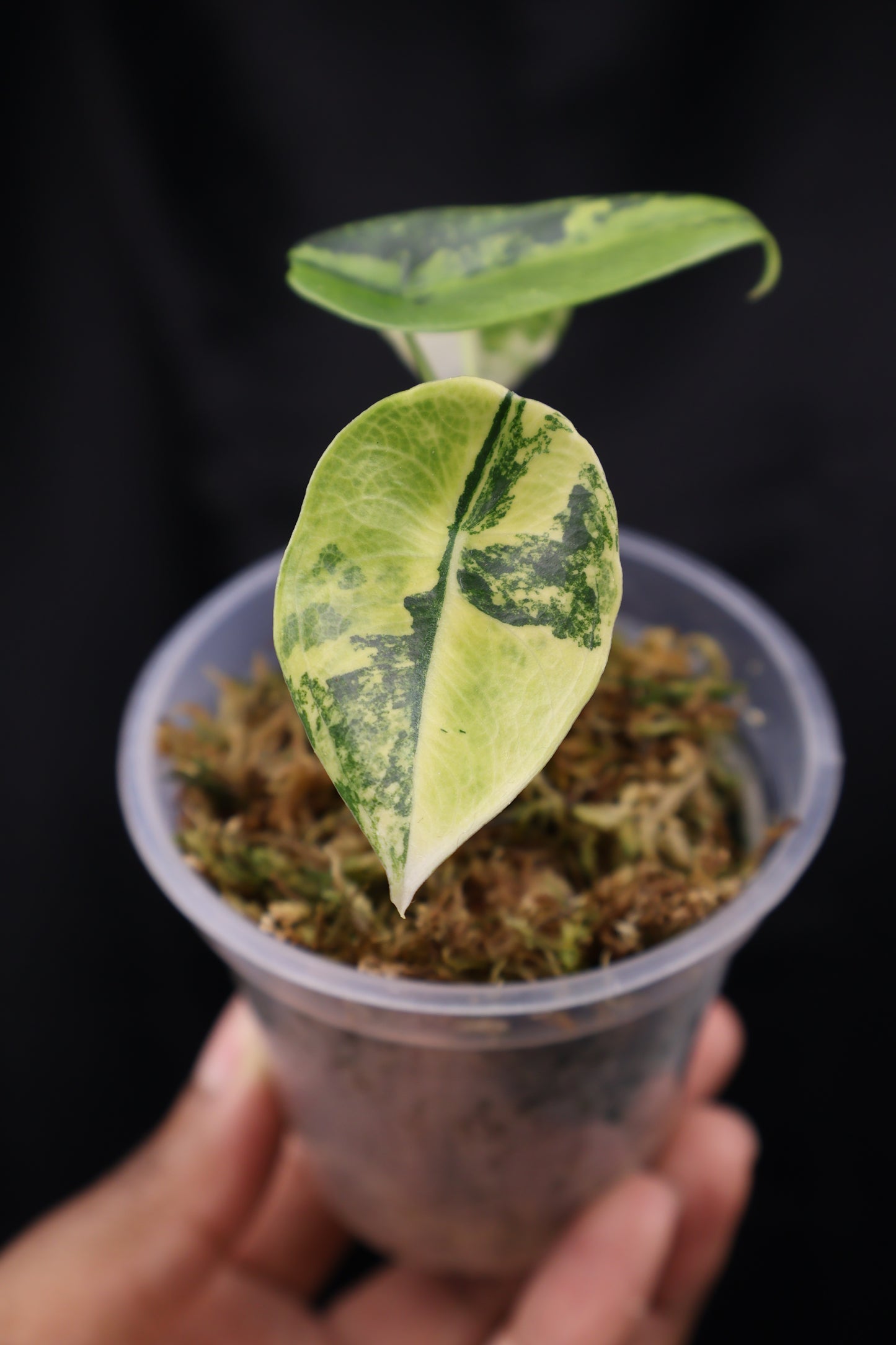 Alocasia venusta aurea variegated (m02-A)