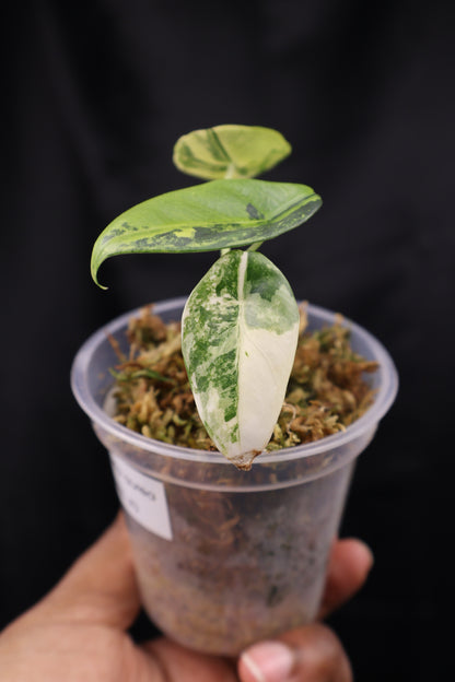 Alocasia venusta aurea variegated (m02-A)