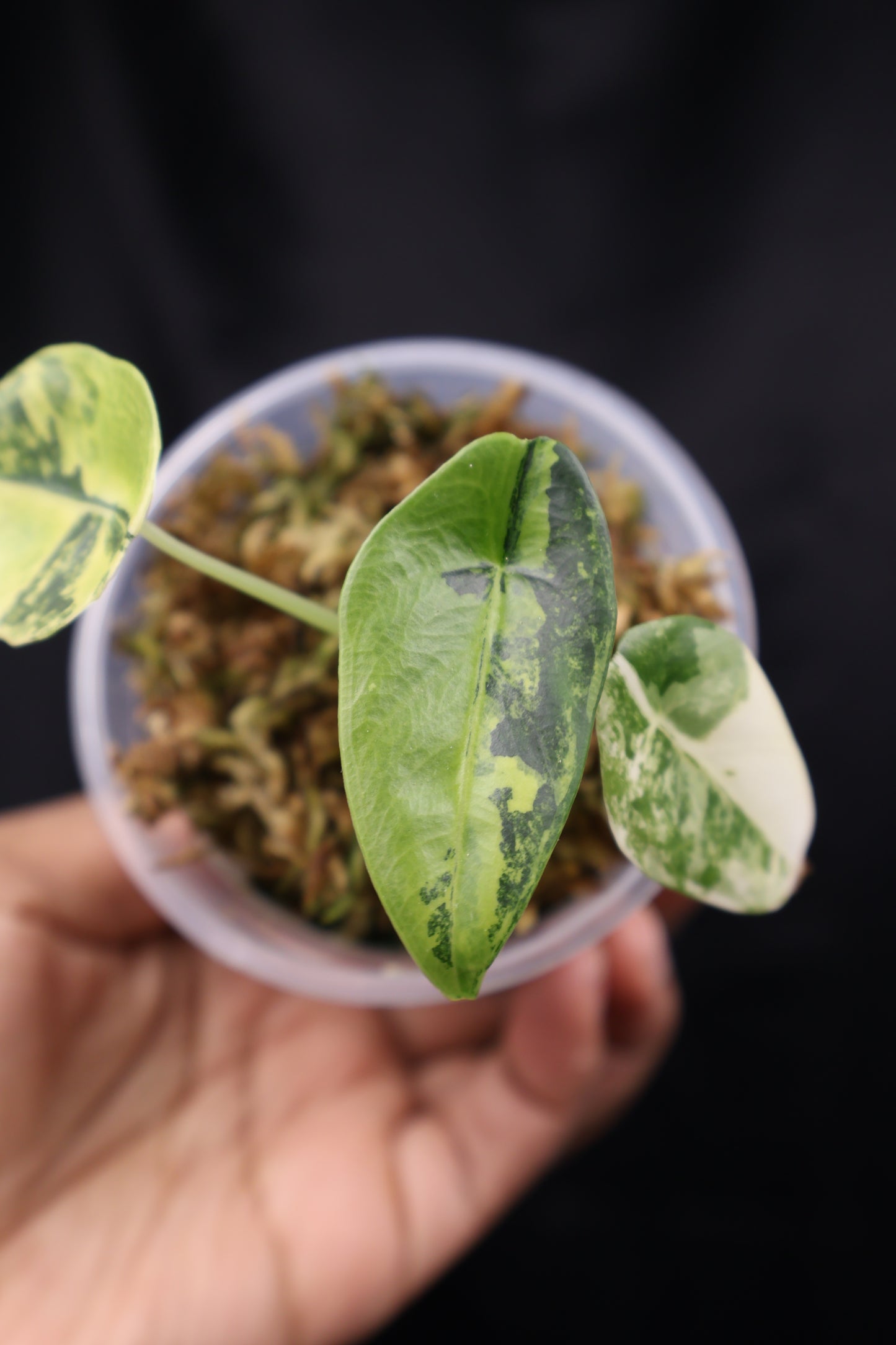 Alocasia venusta aurea variegated (m02-A)