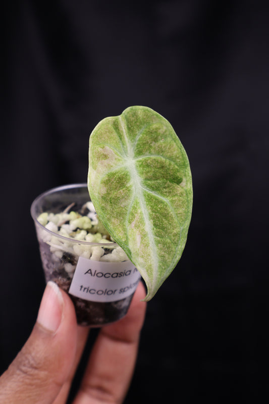 Alocasia reginula 'Ninja' tricolor splash (m02-A)