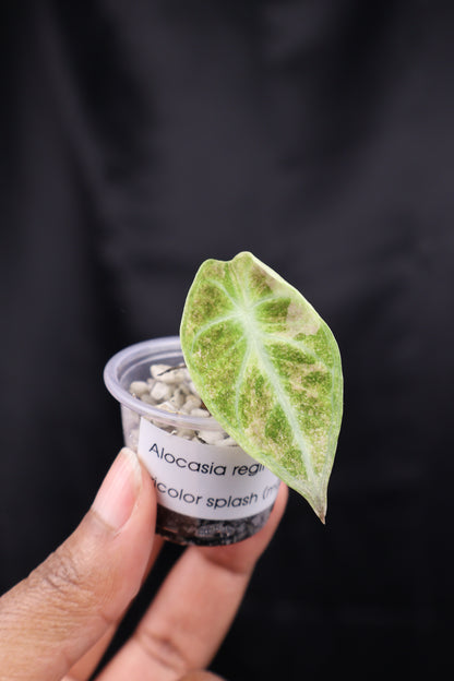 Alocasia reginula 'Ninja' tricolor splash (m02-B)