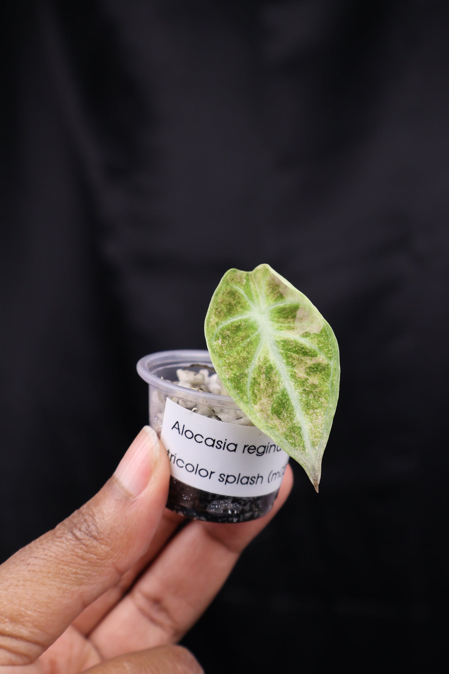 Alocasia reginula 'Ninja' tricolor splash (m02-B)