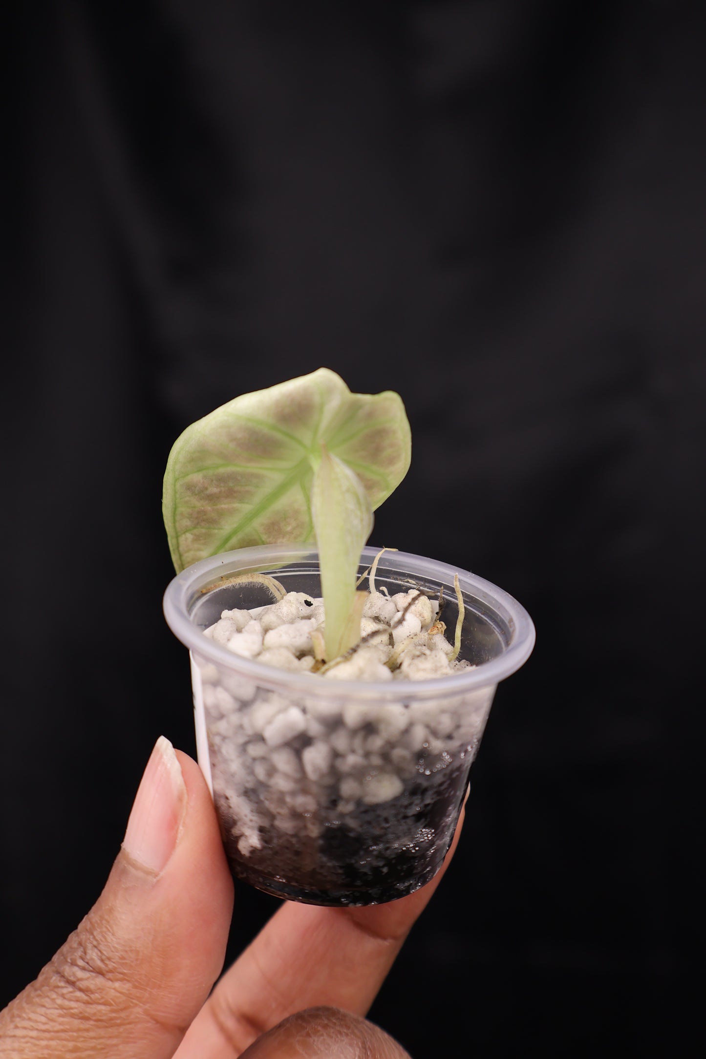 Alocasia reginula 'Ninja' tricolor splash (m02-B)