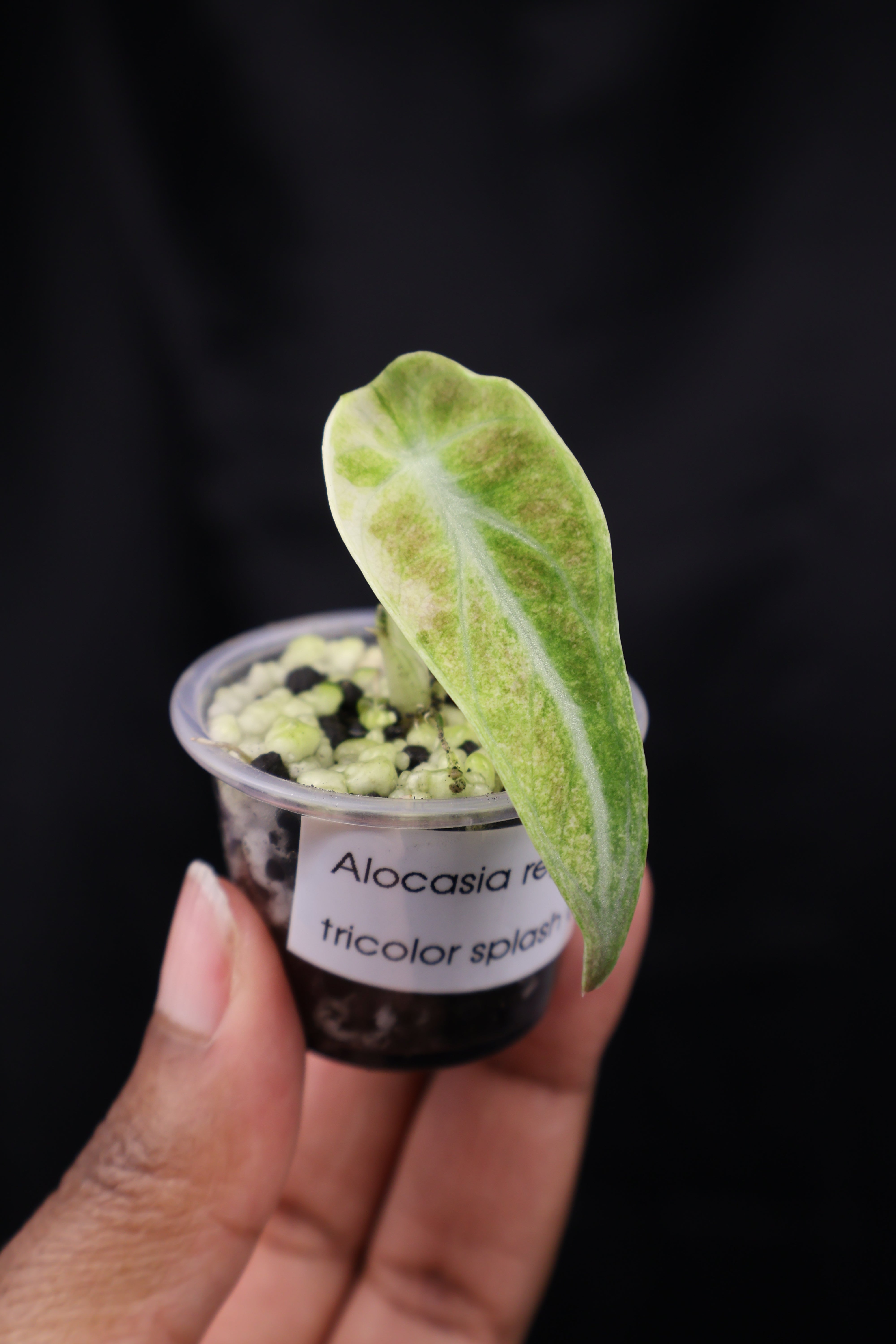 Alocasia 'Ninja' tricolor splash (m02-C) – Growing Lovely