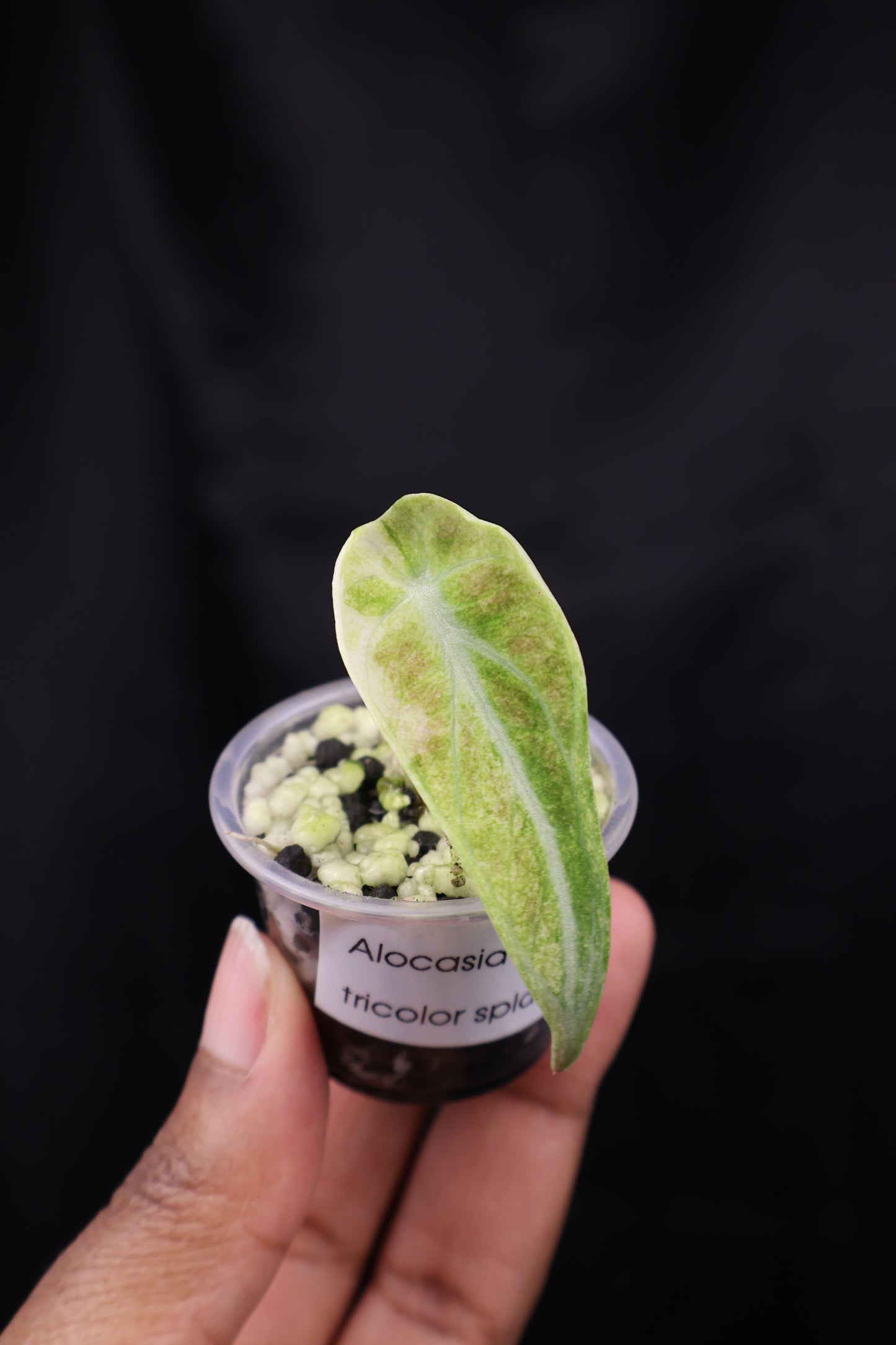 Alocasia reginula 'Ninja' tricolor splash (m02-C)